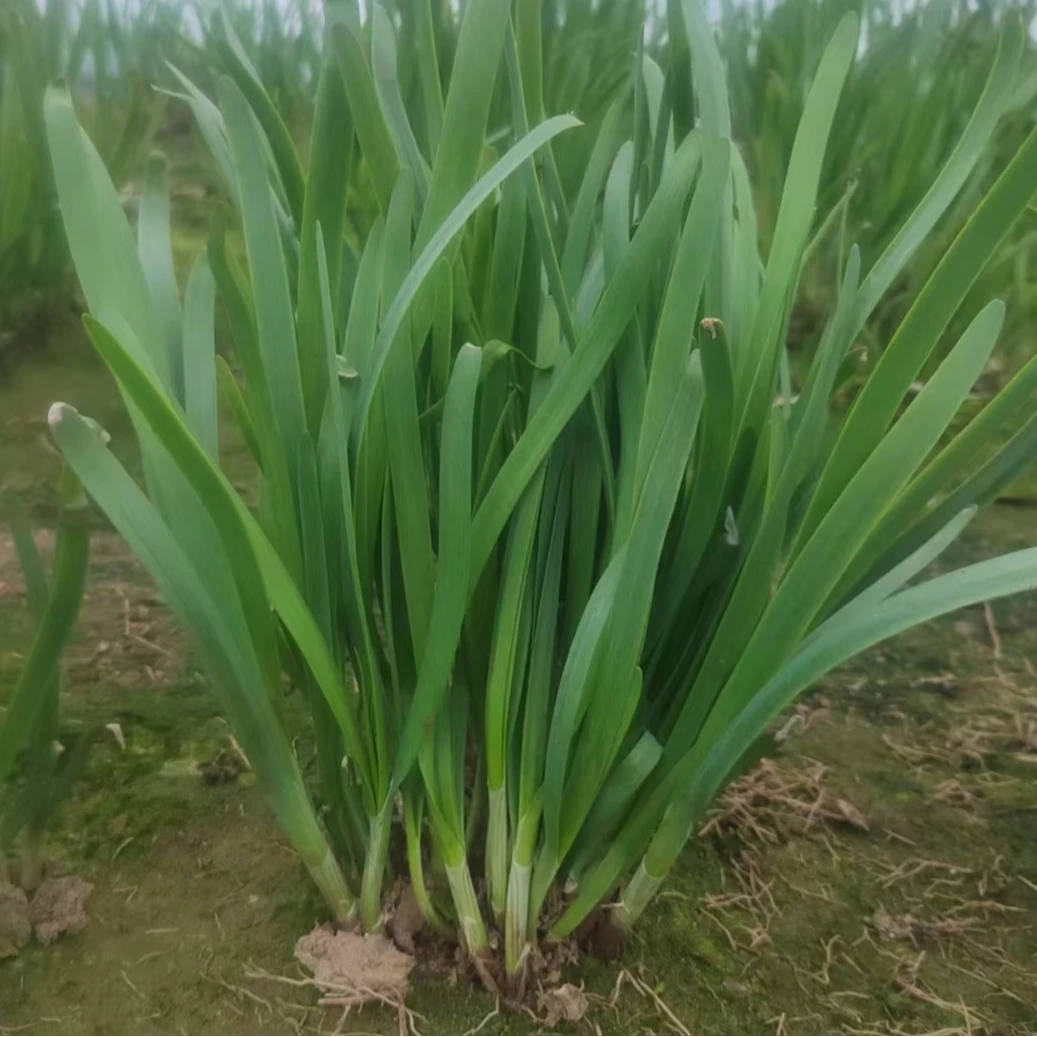 红根韭菜当季新鲜韭菜现割现发