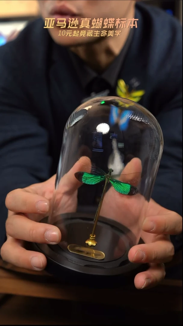 华艳色蟌小号玻璃罩