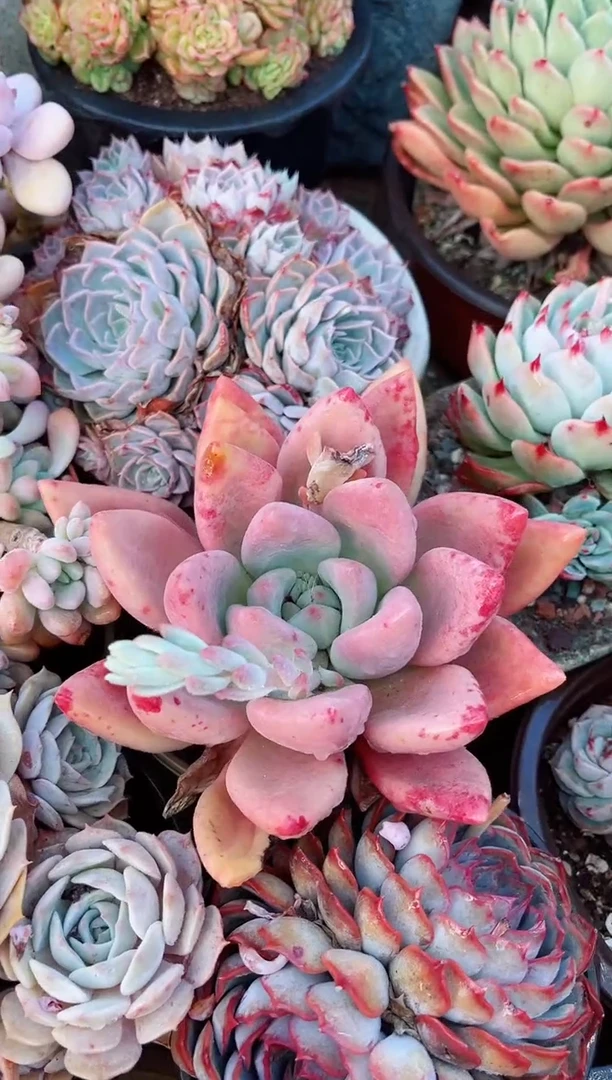 【闪购商品】23092