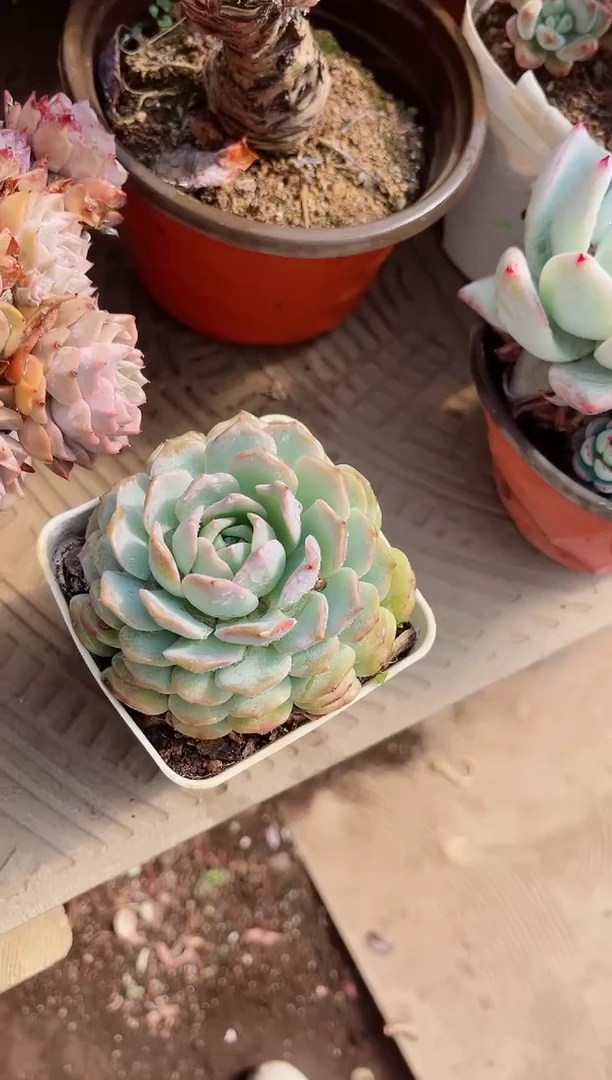 【闪购商品】19021