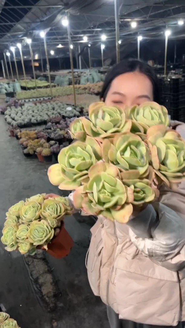 【闪购商品】28-挑头多碧桃