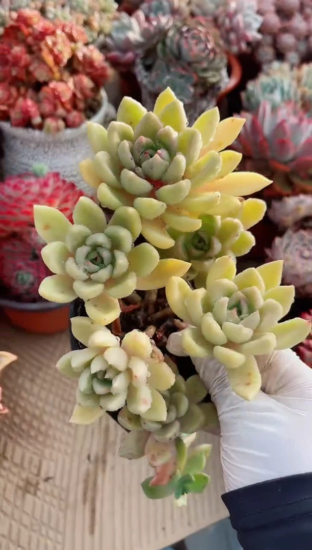 【闪购商品】02303