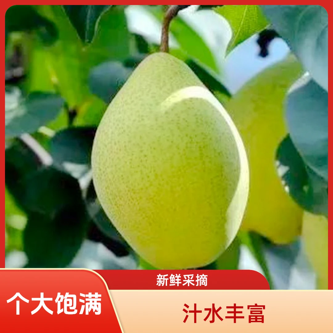 4.5斤装【头茬甘肃早酥梨】酸甜可口应季水果脆甜皮薄多汁现摘现发