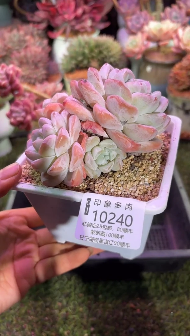 【闪购商品】10240