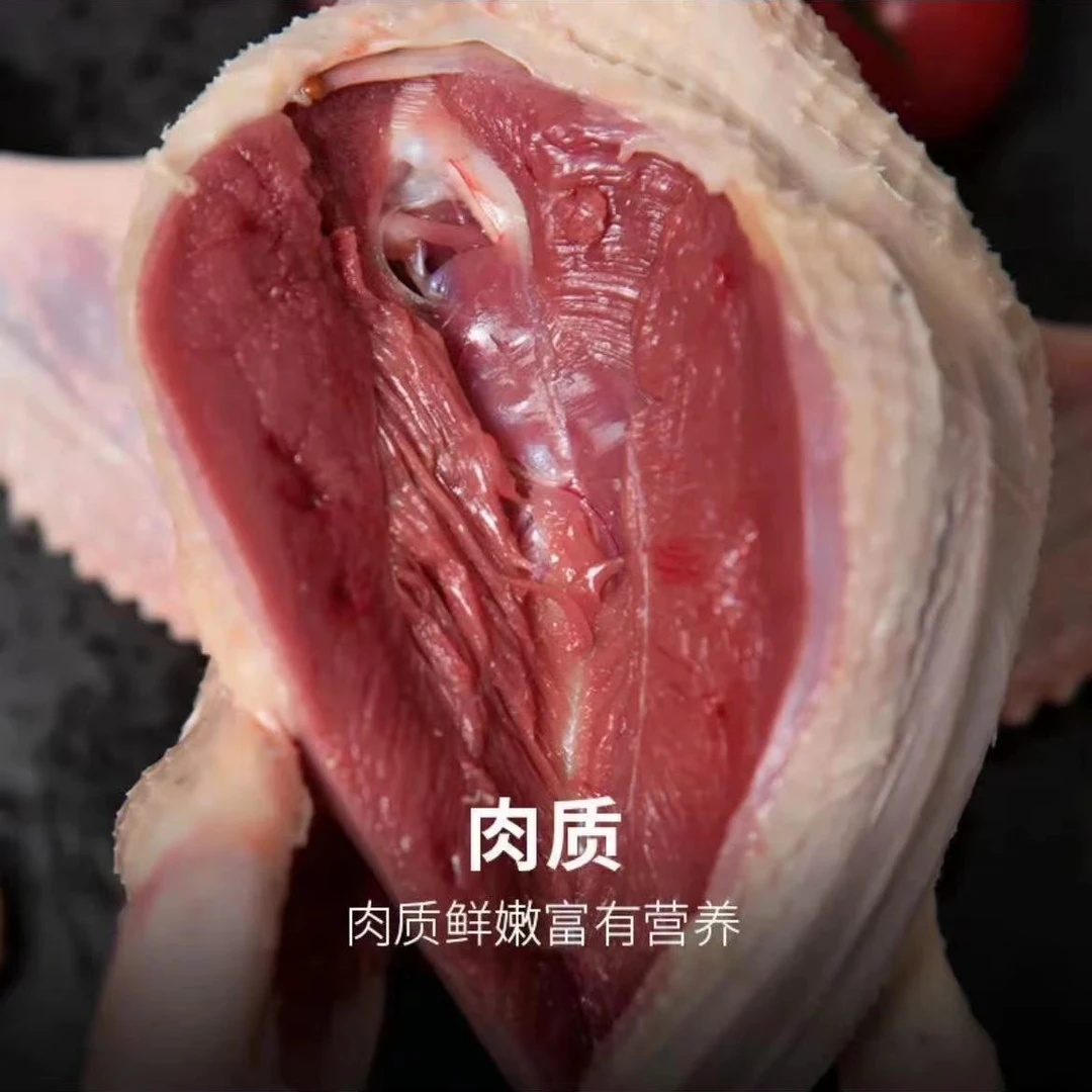 新鲜散养土鸽子可煲汤肉质鲜美适合生鲜烹饪