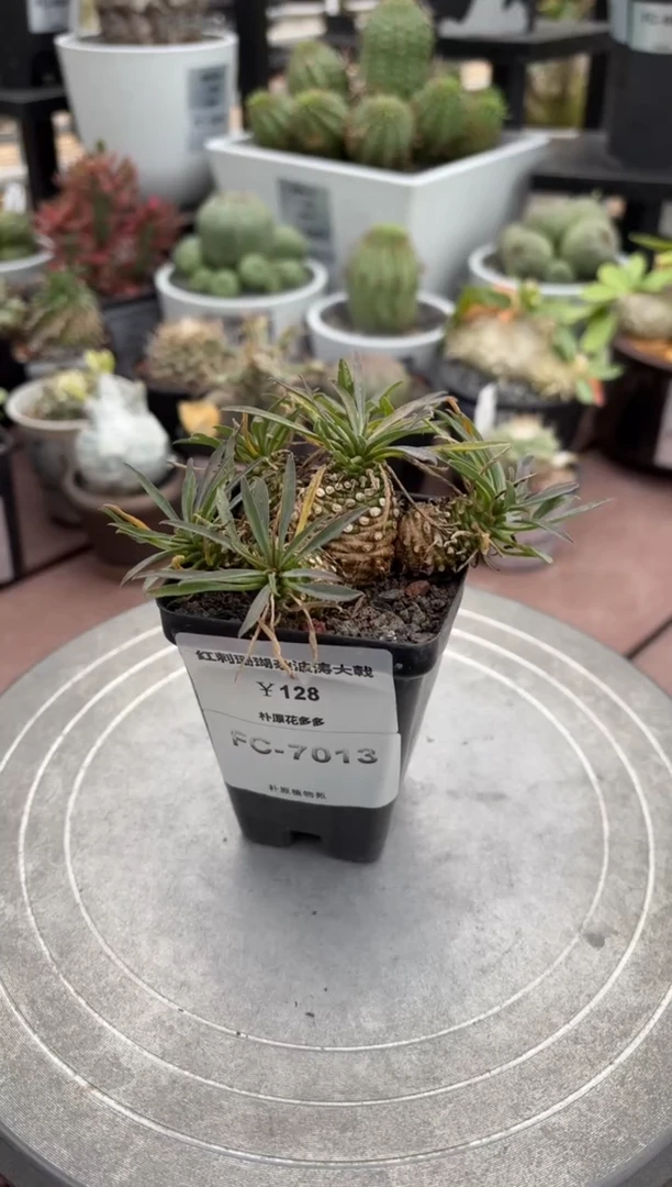 红刺珊瑚杂波涛大戟FC-7013