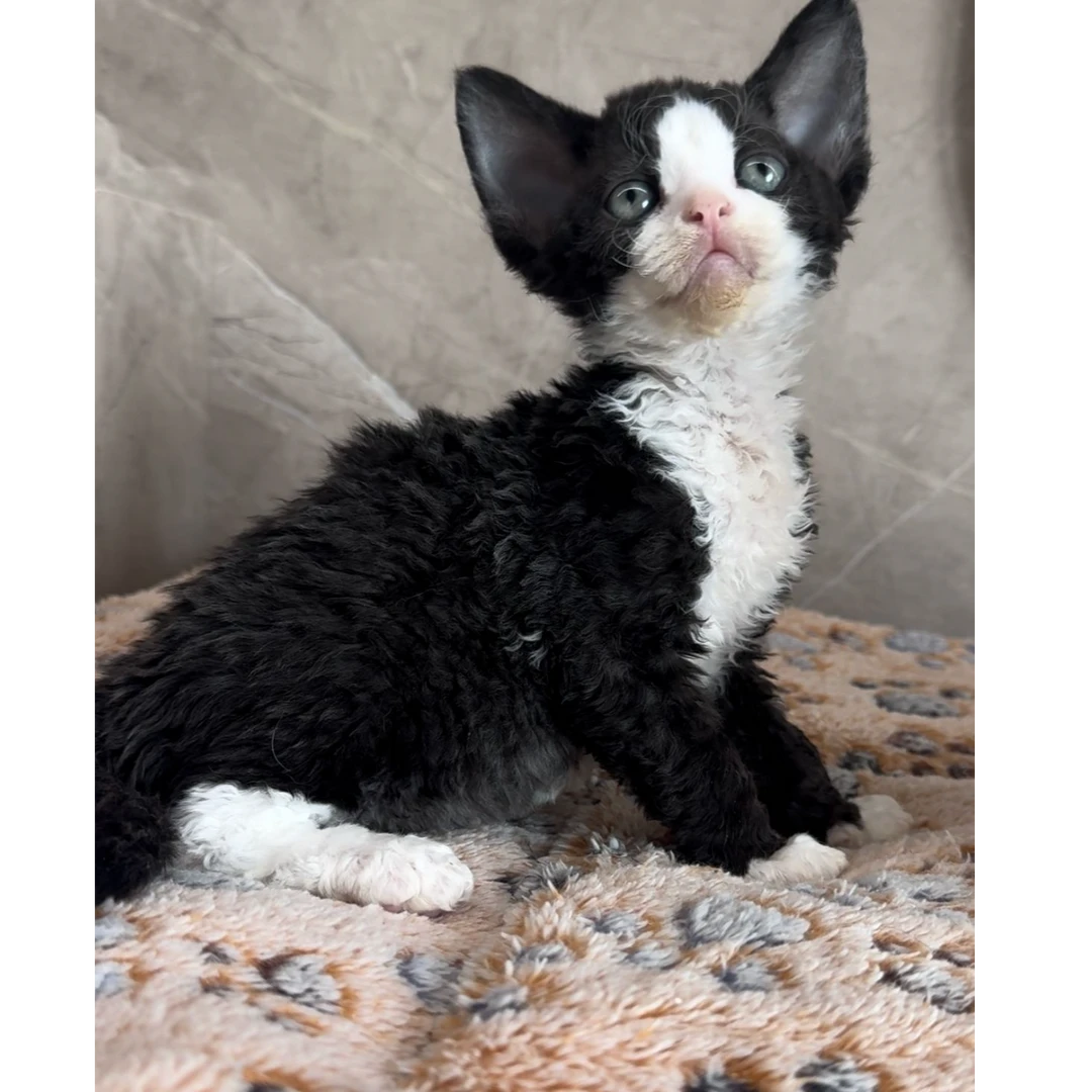 【蓝海WCF德文专属】猫咪活体链接