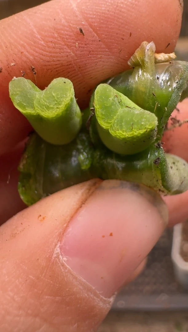 【闪购商品】2/4-119