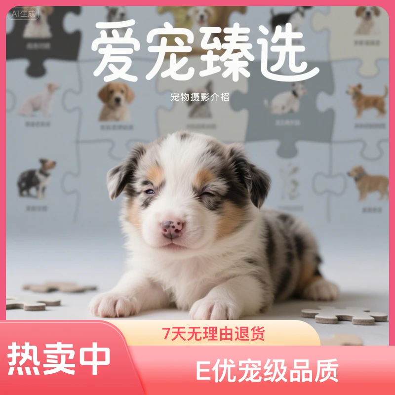 【爱宠臻选】精品边牧狗狗活体链接家养宠物狗