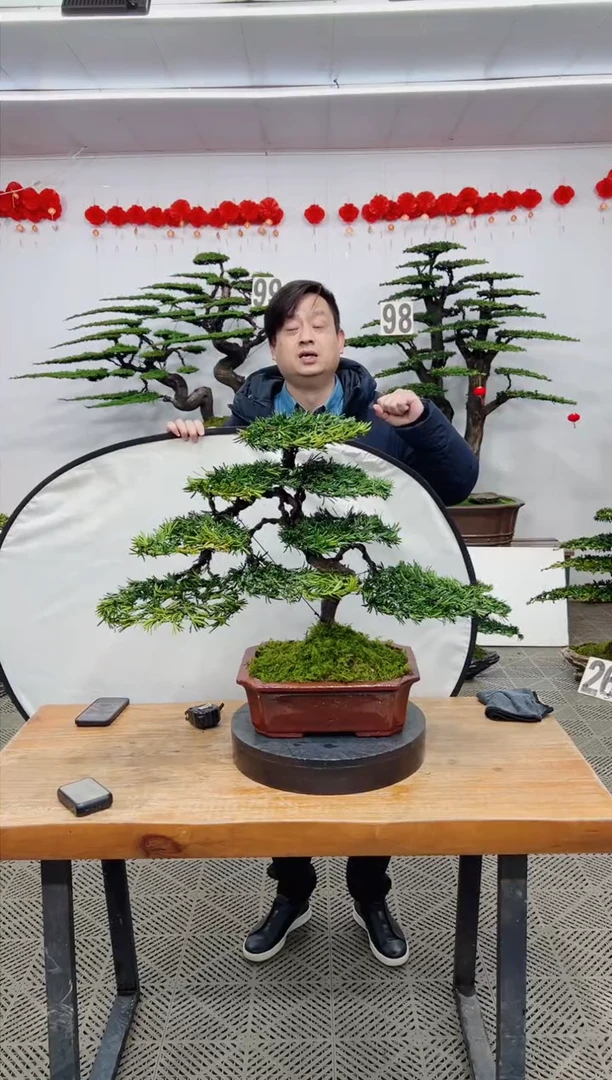 【闪购商品】盆景盆景