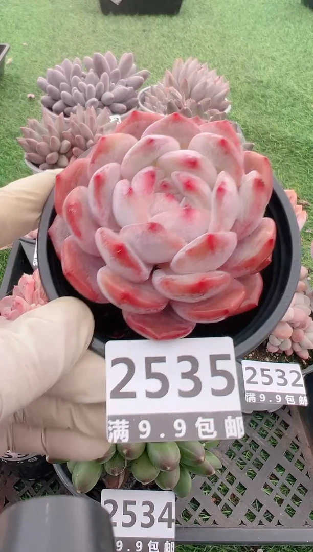 【闪购商品】信福多肉一物一拍