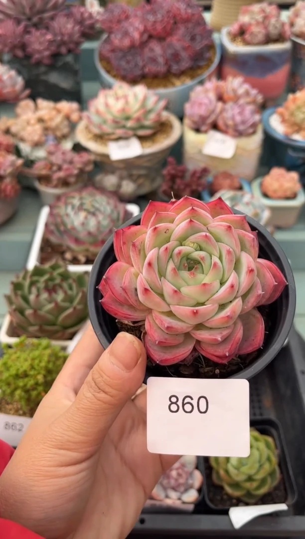 860单头粉水晶多肉