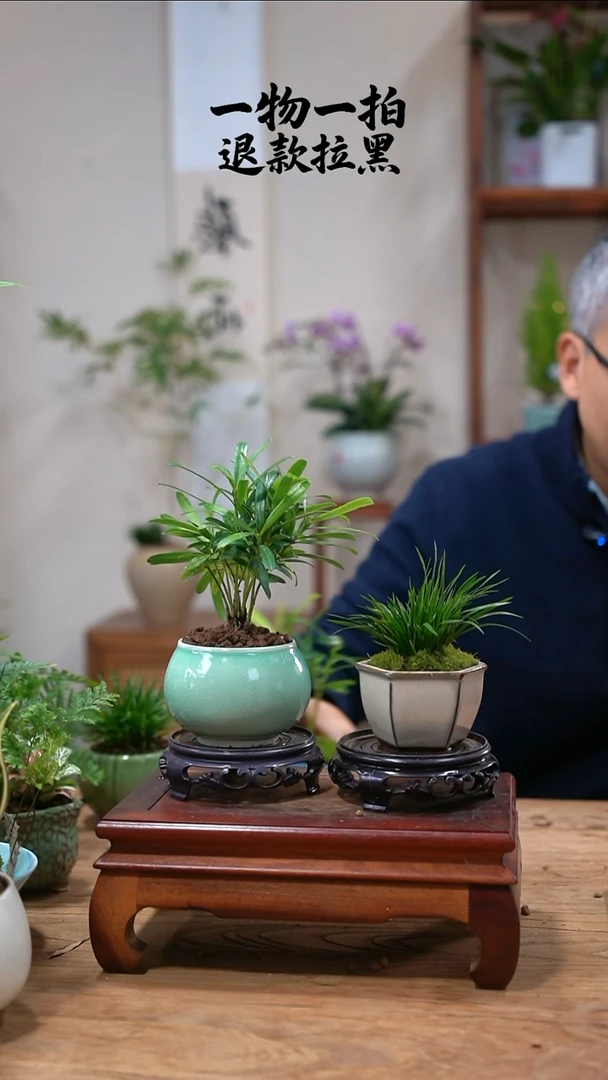 完全开放六*?罗汉松+菖蒲939