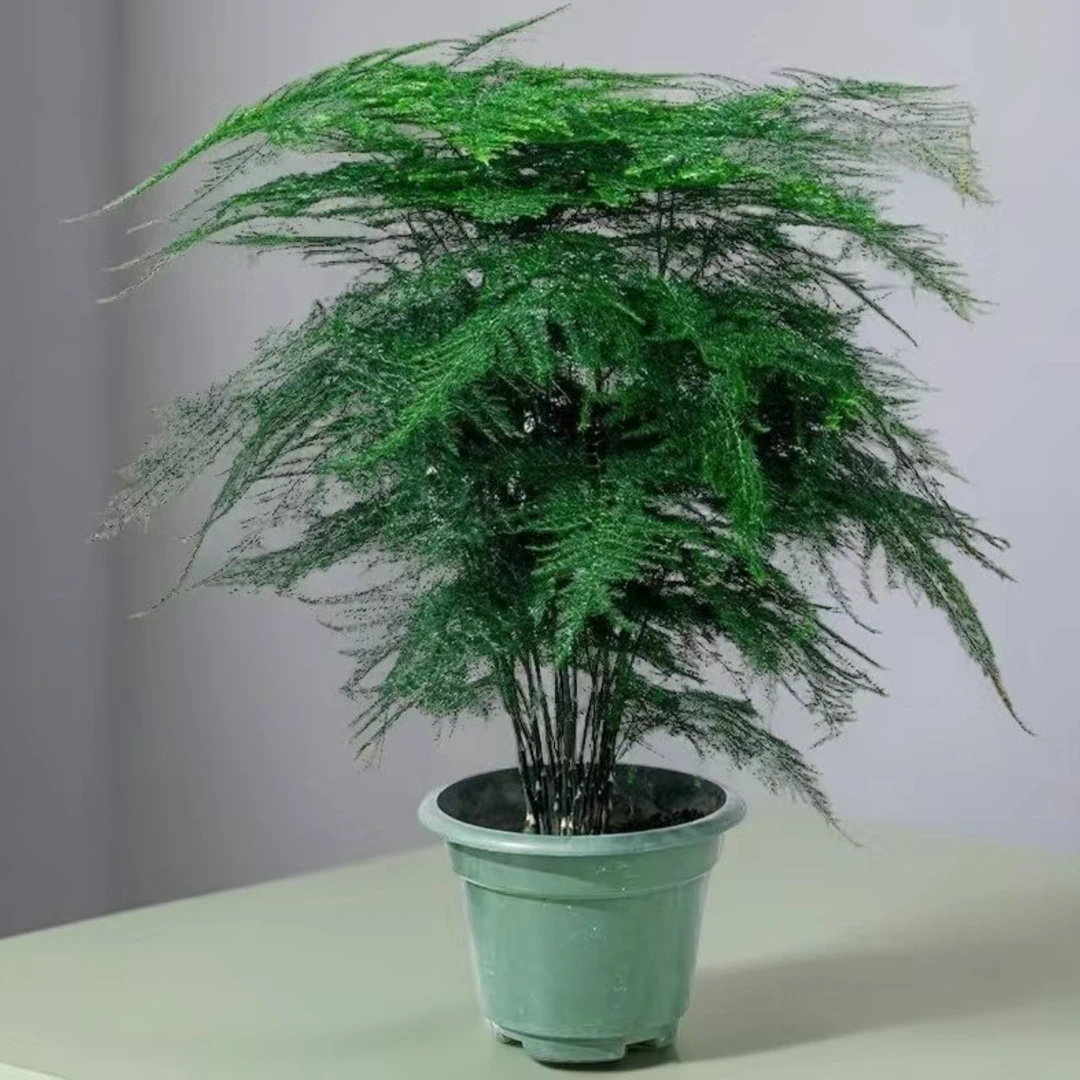 【新疆包郵】文竹花
