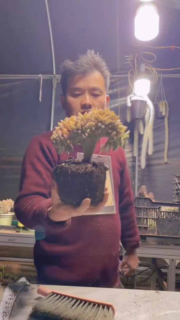 331淡雪缀化一物一拍