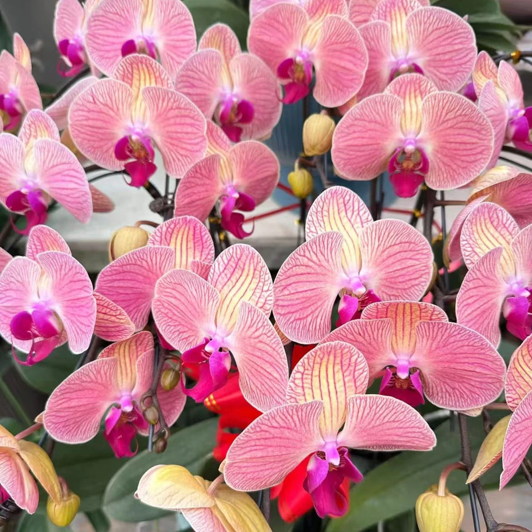 花悦里【旋律】 线条大花带花发货 广州花卉源头基地