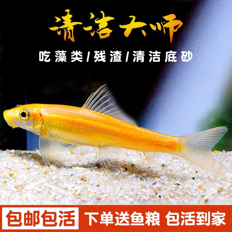 清洁性鱼类金苔鼠1条鱼+1条鱼路损2条