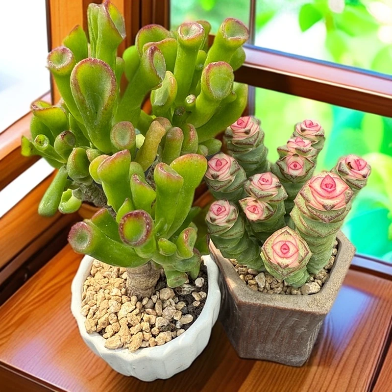 【满9.9包邮】（吸财树+钱串锦）不带盆多肉植物以直播间展示为准