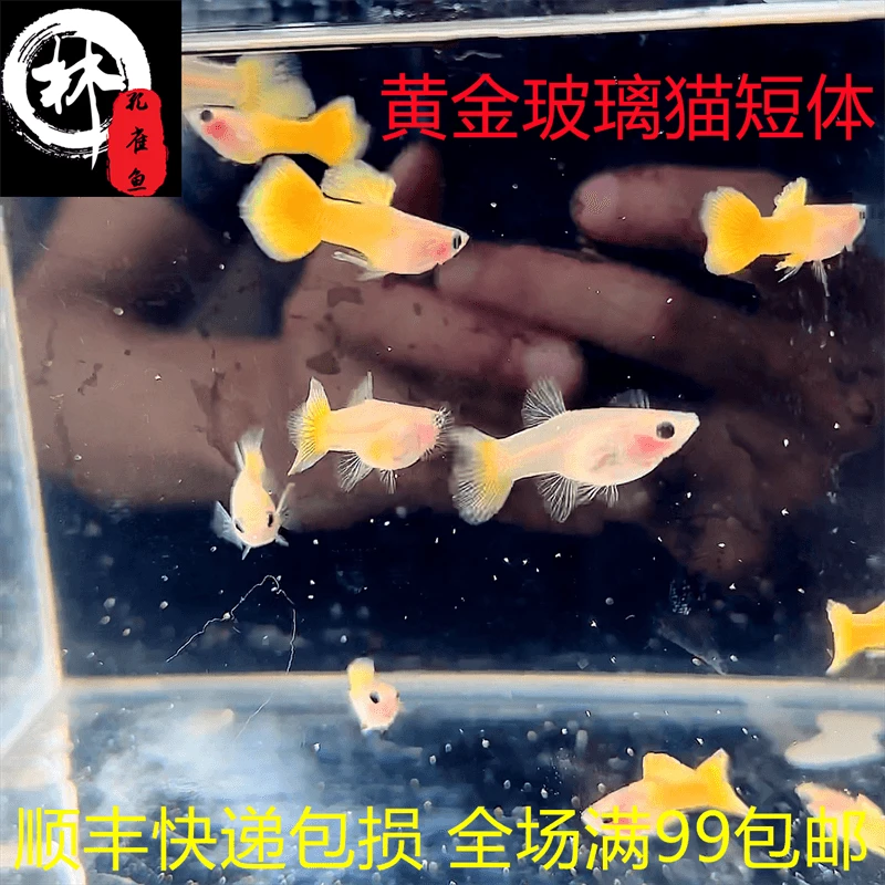 精品孔雀鱼 观赏鱼 热带鱼 宠物活体鱼 胎生鱼 自家鱼房养殖 纯种