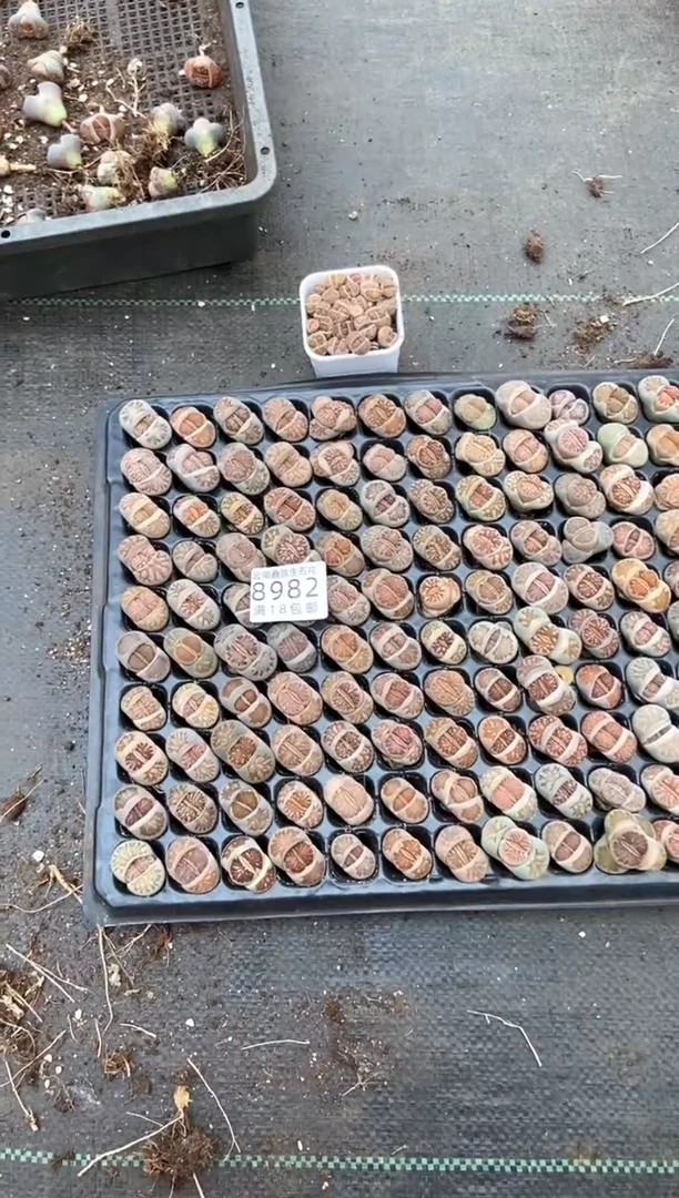 【闪购商品】8982特价菊纹章发货5颗微瑕量拍