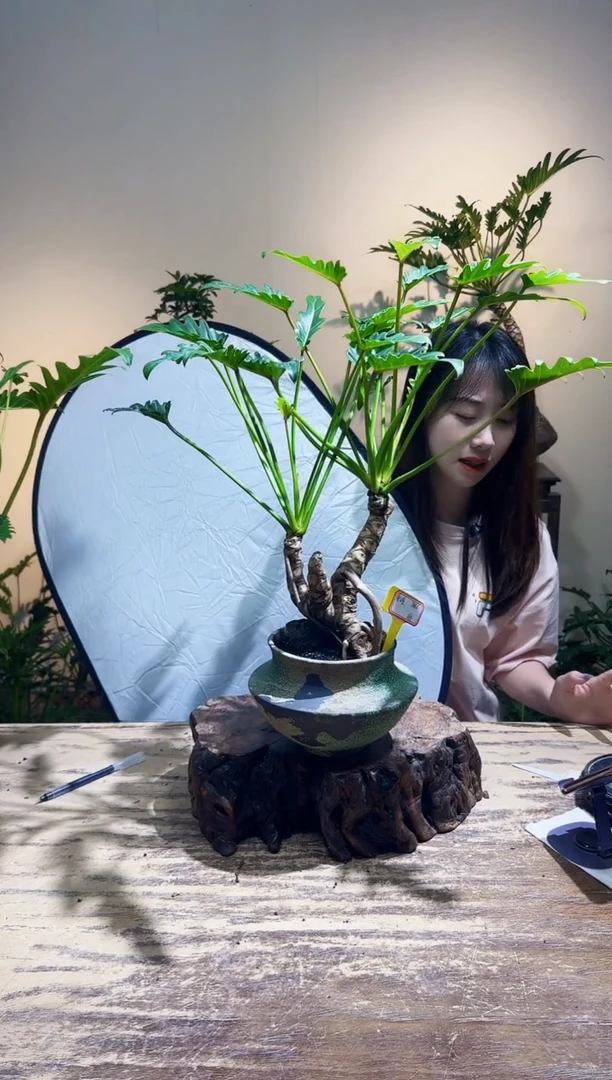 无花朵风***姐龙鳞小天使158
