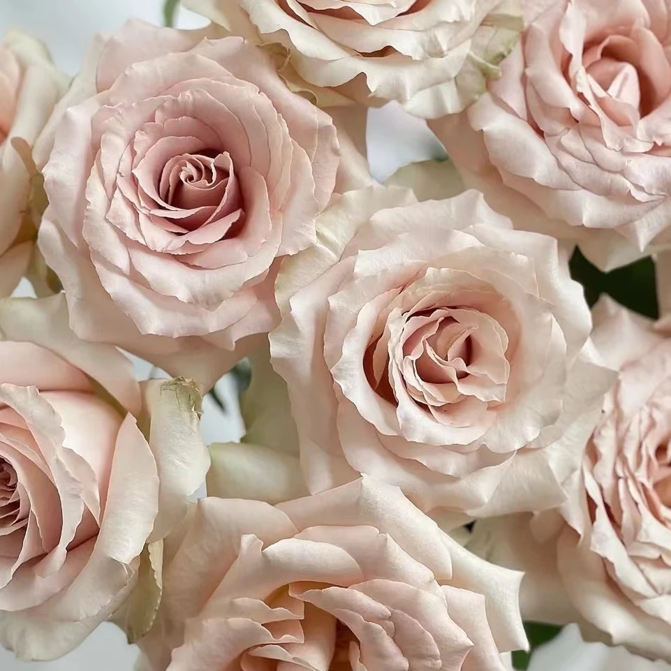 【流沙玫瑰】高等级玫瑰/全场1单送货上门（2单升级顺丰包邮）