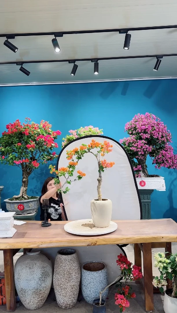 全部花朵爱马仕橙三角梅