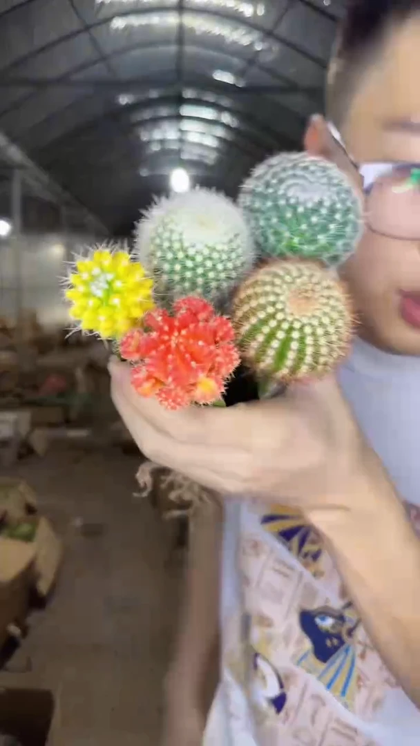 5色球组合【嫁接】