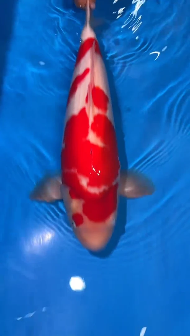 锦鲤阪井红白48公分