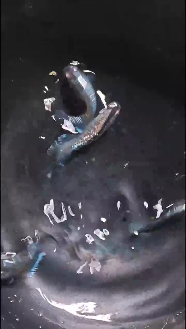 青鳉鱼观背青鳉003