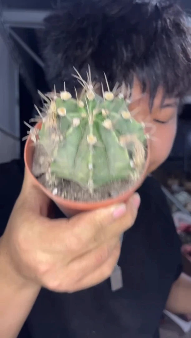 3颗 牡丹 6-8cm 品种不指定