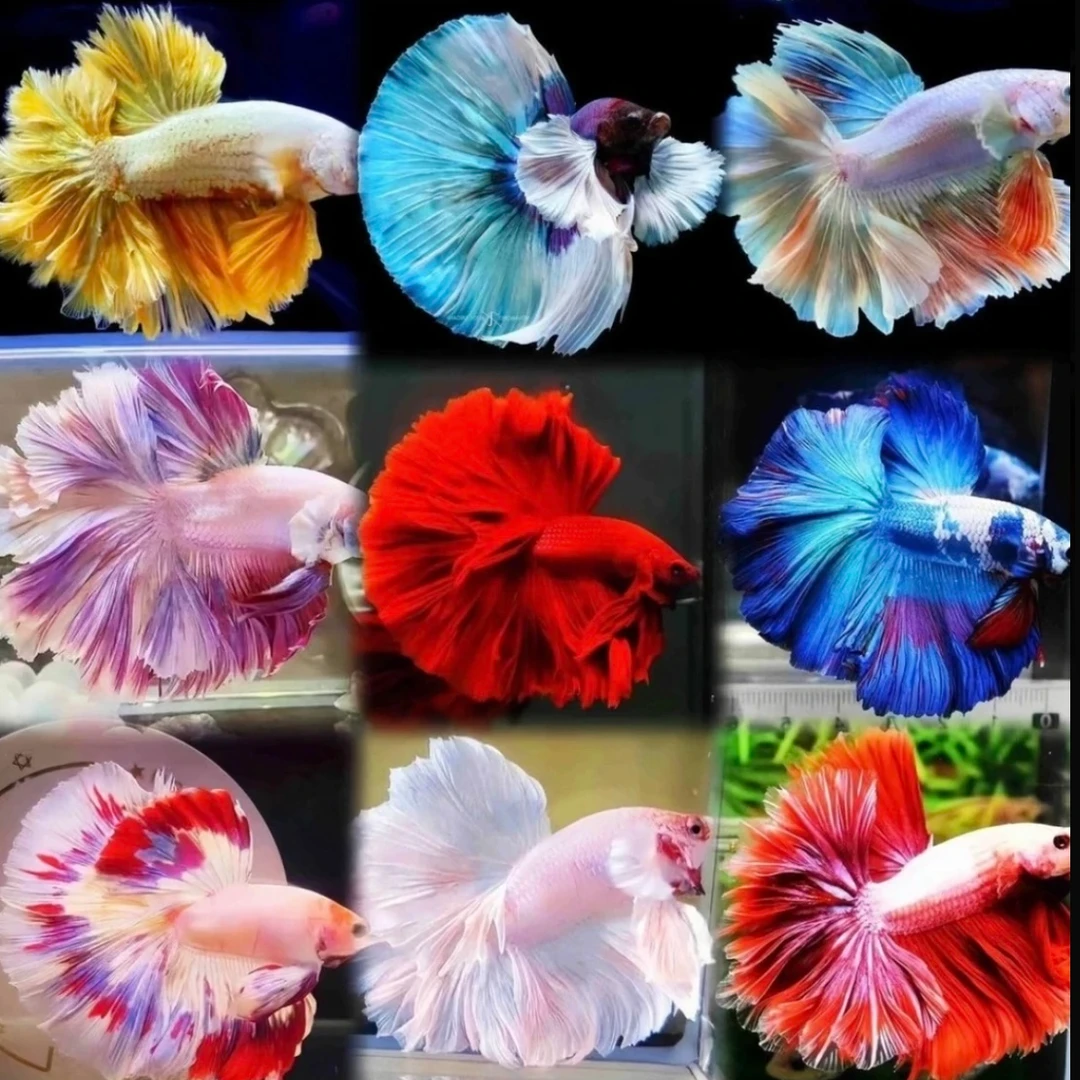 801-850精选精品斗鱼sss级