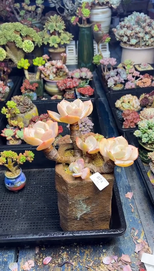 Z*974            不带盆