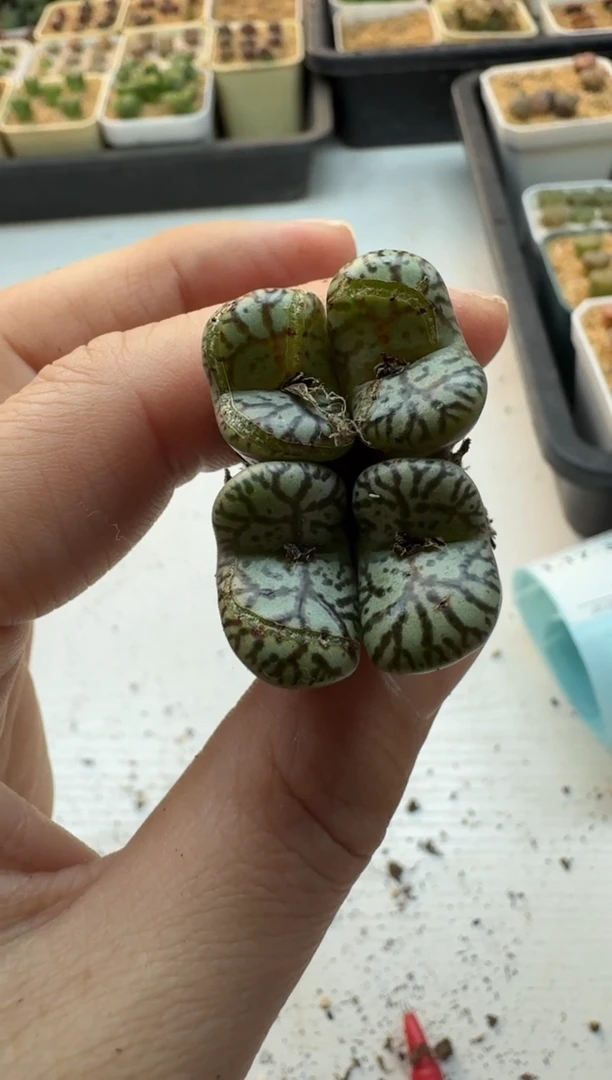 【闪购商品】17-351