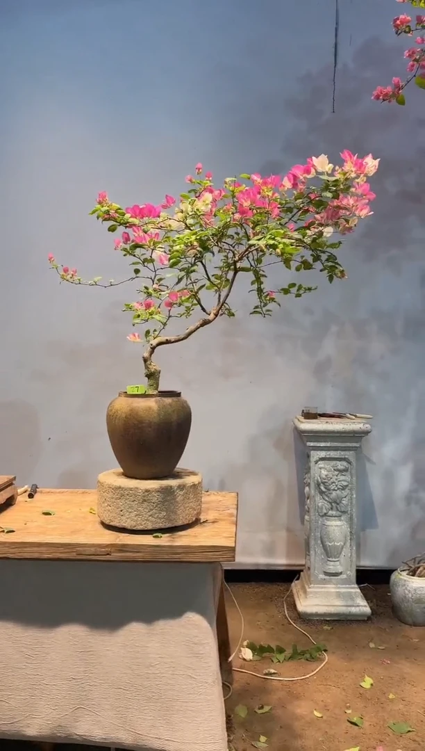 全部花朵以****ᐝ三角梅27