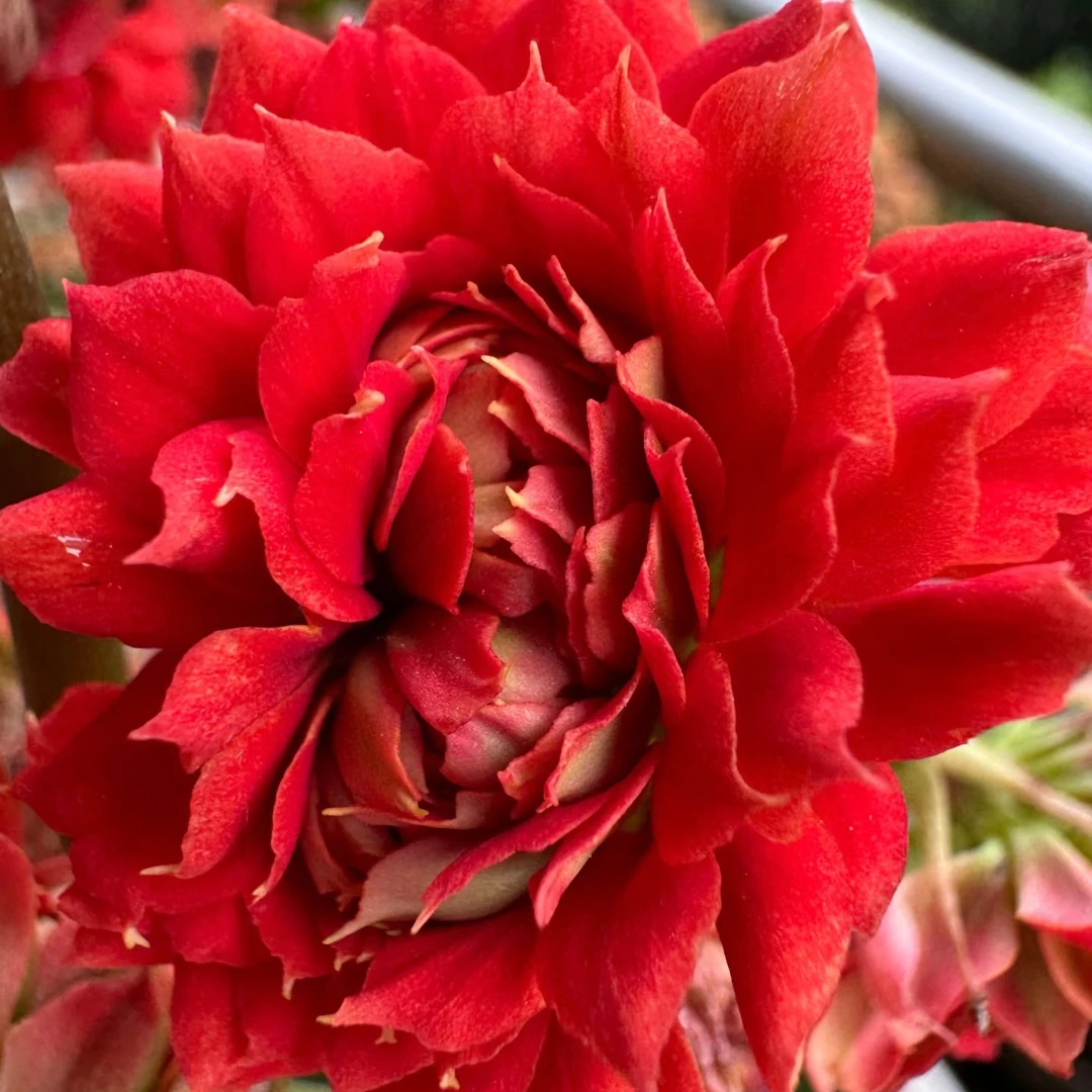 【武神】长寿花四季开花阳台盆栽大花重瓣花卉植物