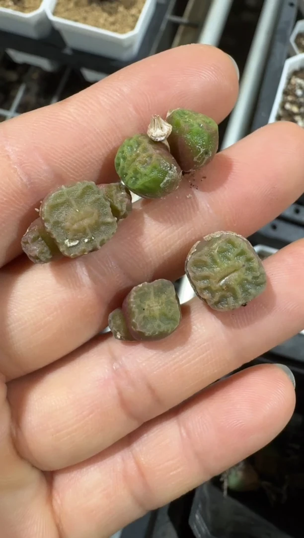 202美丽的多肉石头佛肚烧麦1颗