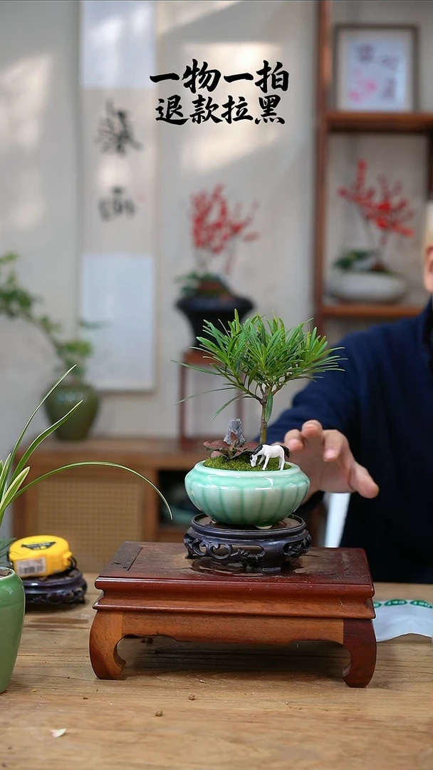 完全开放魚*錢罗汉松141