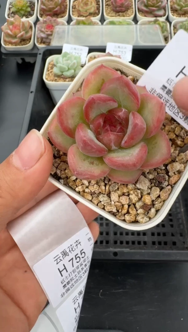 754H云禹多肉植物 带盆土纸巾打包 当天拍3颗包邮