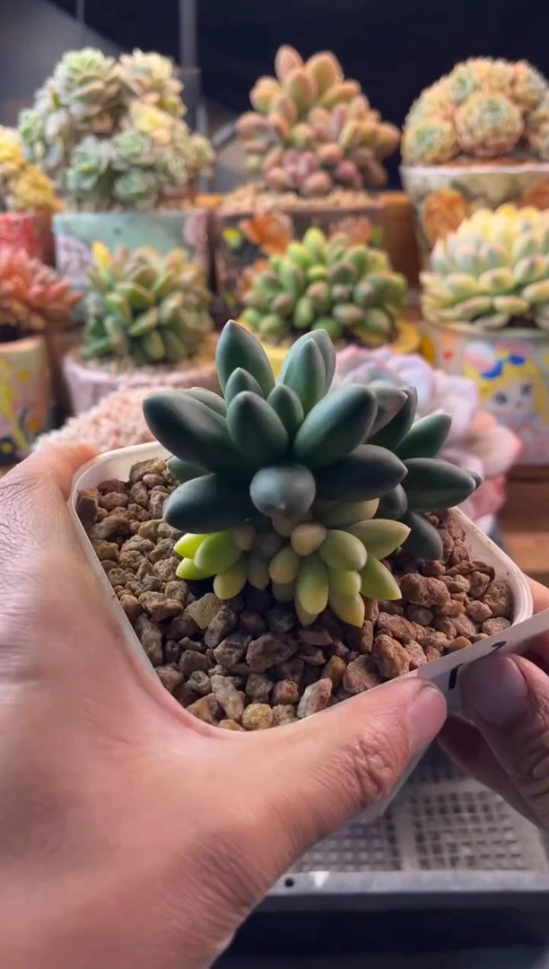 13千代田锦1111111111