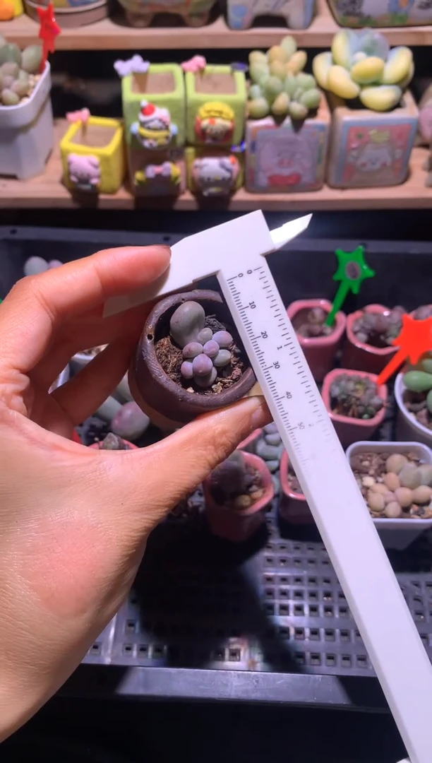 米可叶插苗，满28包邮，不满发一个叶片到付