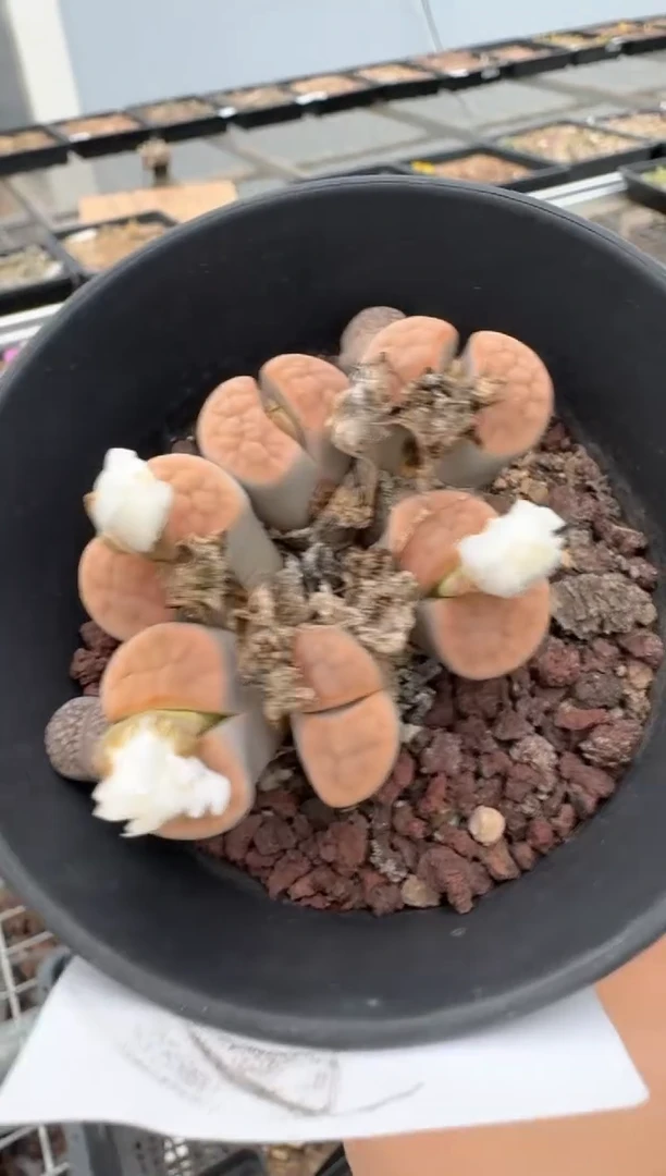 肉锥生石花脱土发10-346
