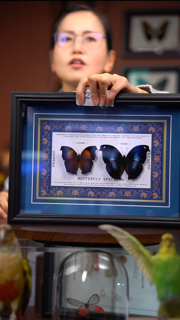 Z207   爱情鸟和仙人掌组合