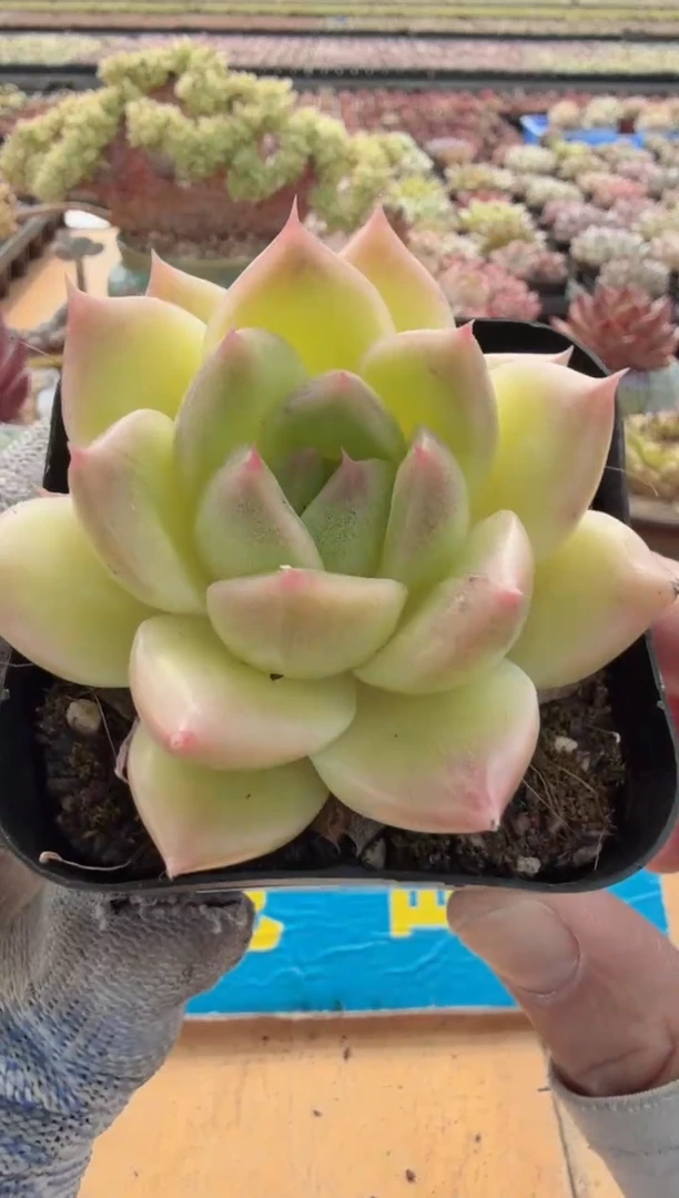 东云多肉园二店-23