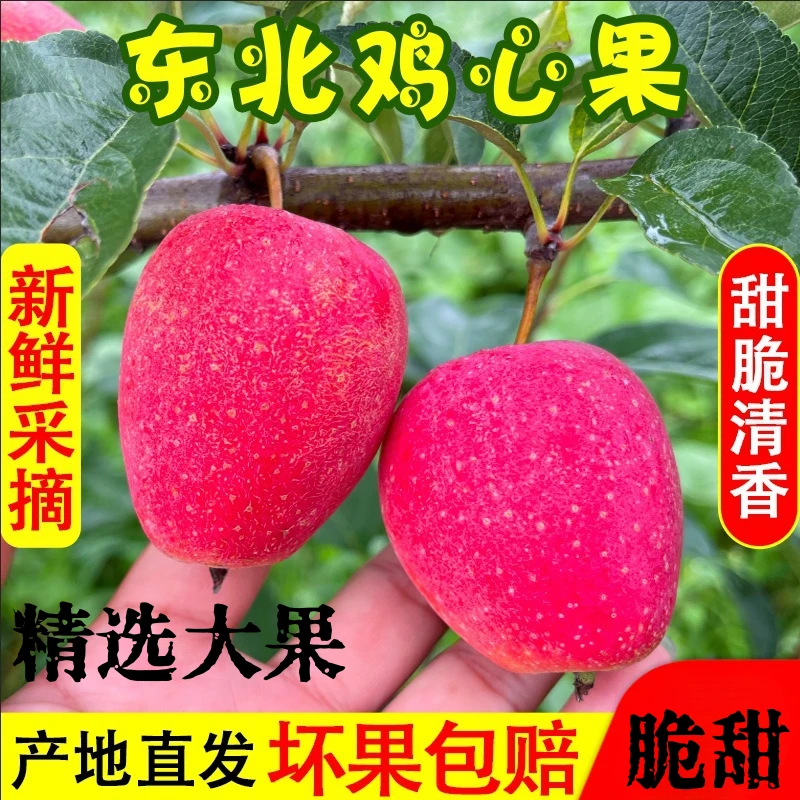 【精选中大果】东北鸡心果香妃海棠新鲜酸甜脆爽当季水果