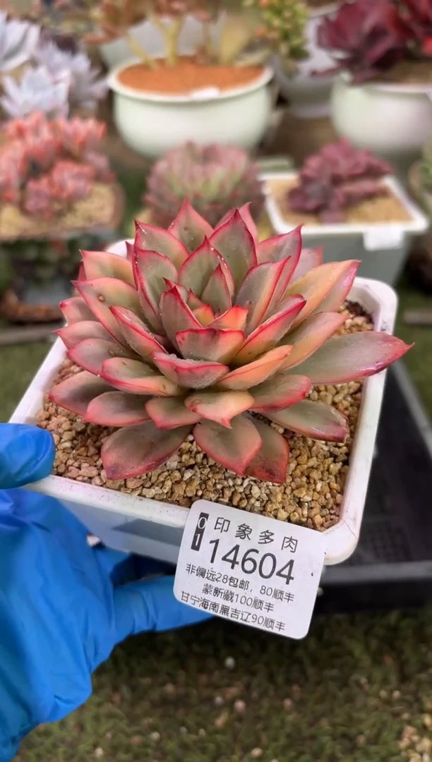 【闪购商品】14604