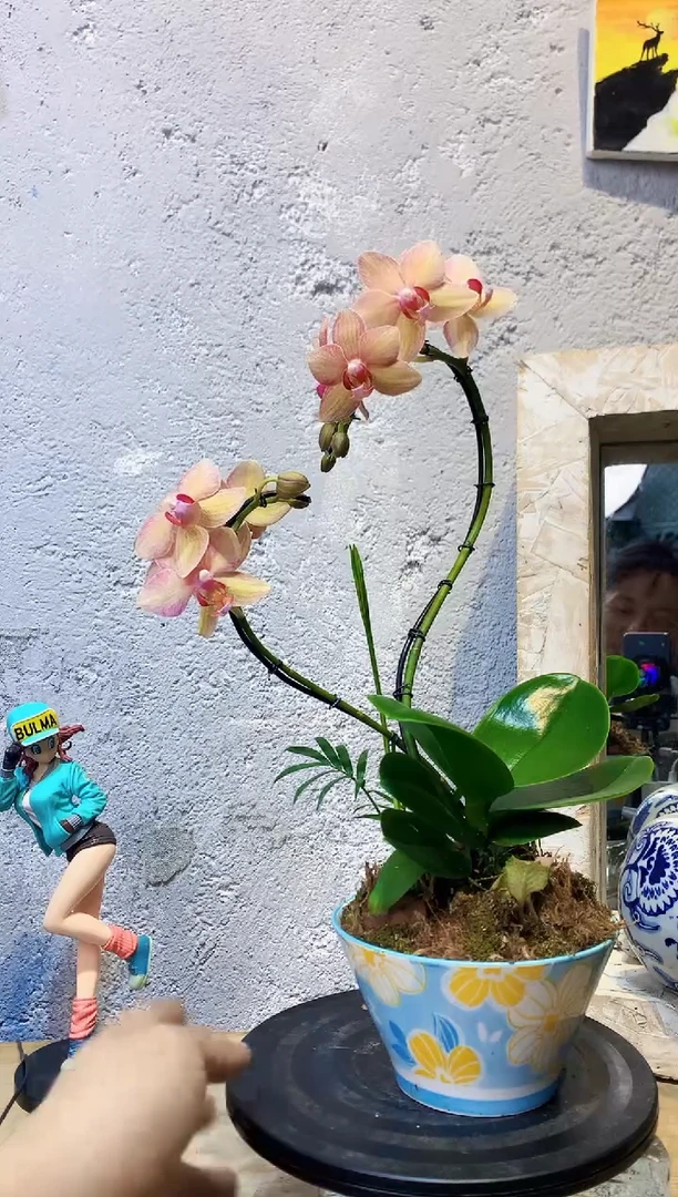 大部分花苞少量开放412植物杂货店，来淘宝吧