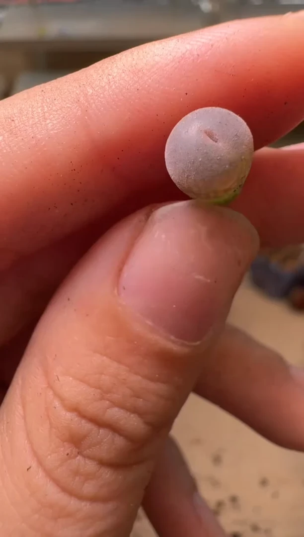 美丽的肉石头16-38c10
