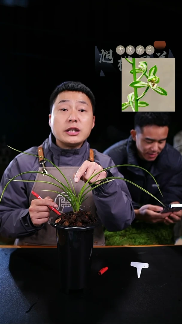 当前无花栽培后可以开花不**真蕙兰瓷白中透（龙头苗带大芽）