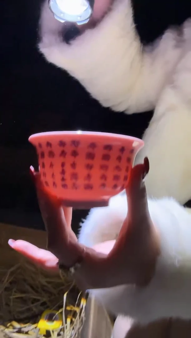 杯子陶瓷青花寿字纹压手杯+礼盒